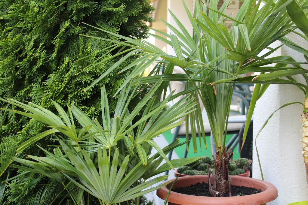 Bamboo Wellness Apartment Сиофок Екстериор снимка